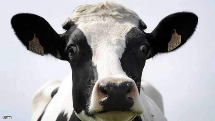 البرق يقتل عدة أبقار في مزرعة أسترالية