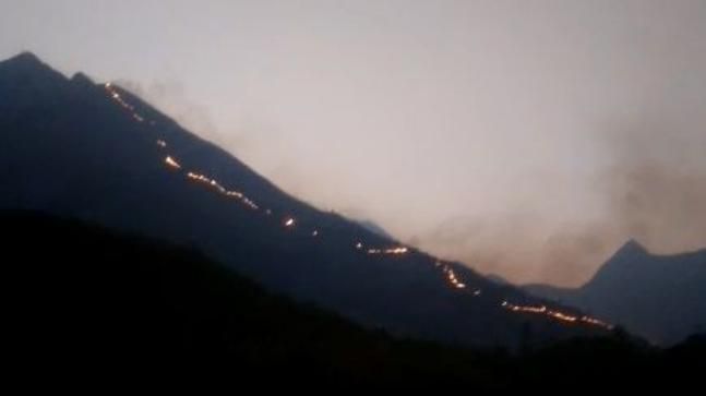В Индии в лесном пожаре сгорели девять туристов