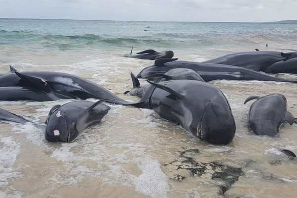 В Австралии 150 черных дельфинов выбросились на берег