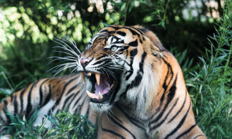 Тигр из Москвы убил самку в зоопарке Копенгагена