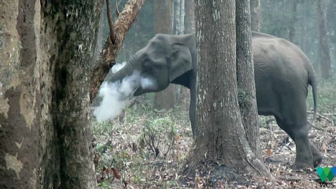 Ученые в Индии сняли на видео "курящую" слониху