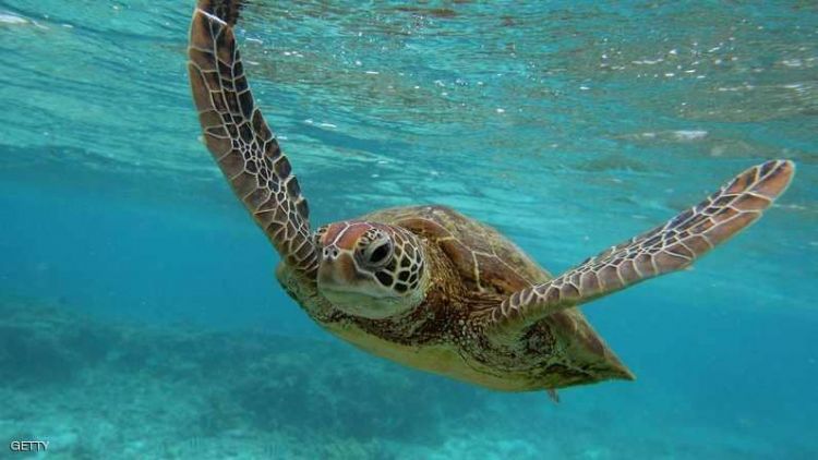 علماء يكشفون "حقائق مذهلة" عن السلاحف البحرية