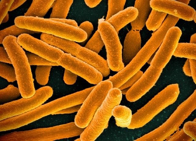 Учёные создали антибиотик, способный убивать "супербактерии"