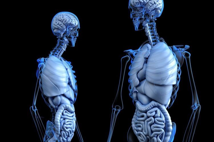 Учёные нашли орган-бронежилет в теле человека