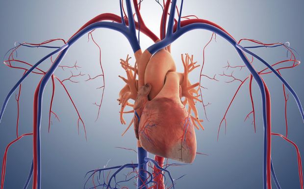 Учёные назвали простой секрет здорового сердца