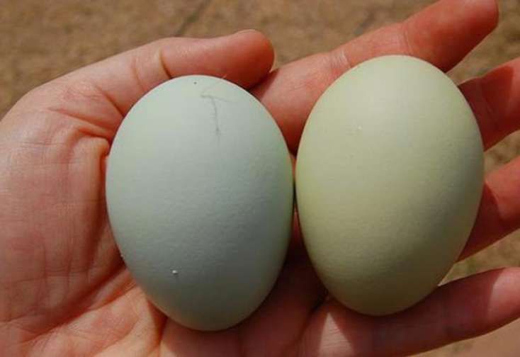 Mavi-yaşıl yumurtanın inanılmaz faydaları