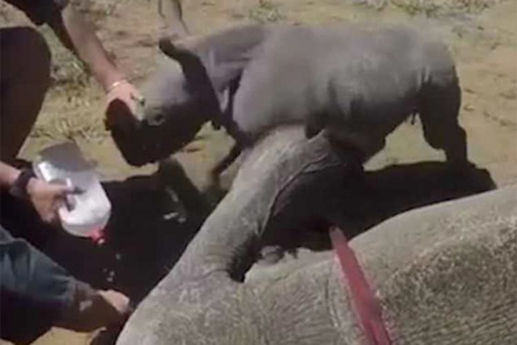 Детеныш носорога защитил мать от ветеринаров