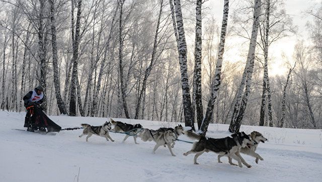 На Чукотке стартует гонка на собачьих упряжках на 650 километров