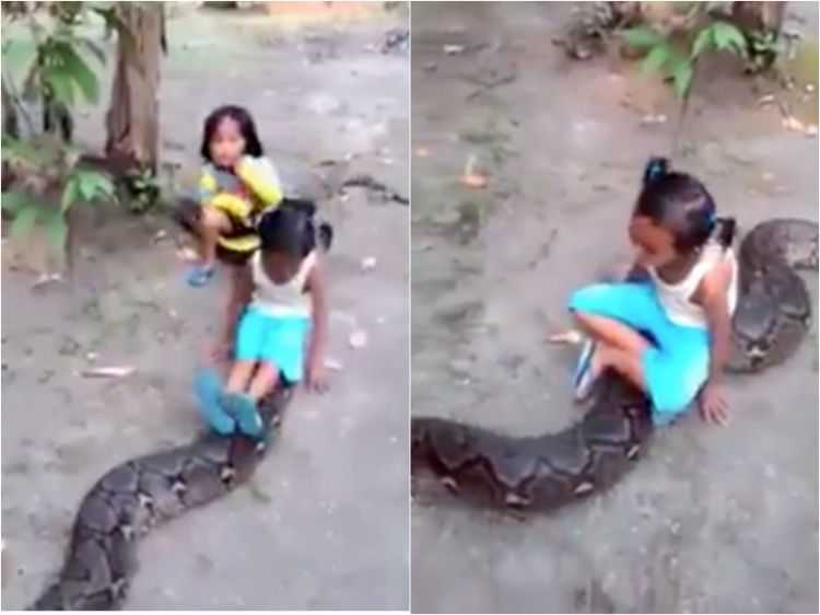 Катание детей на гигантском живом питоне сняли на видео