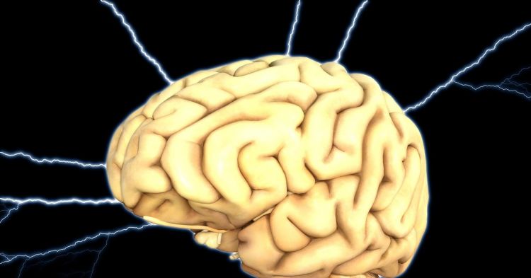 Учёные выяснили, почему у людей увеличился мозг