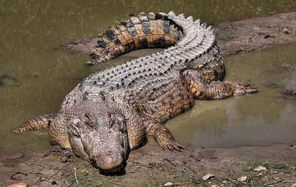 Крокодил затащил женщину в озеро и съел бедняжку