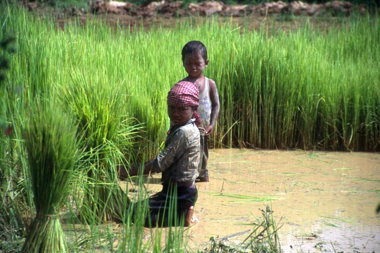 النزاعات والكوارث تزيد عمالة الأطفال في الزراعة