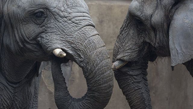 В Швеции запретили цирковые представления со слонами и морскими львами
