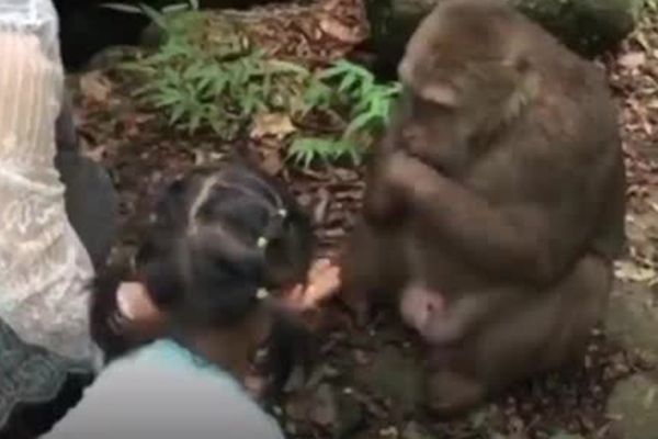 Неблагодарная обезьяна повалила ударом кормившую ее девочку