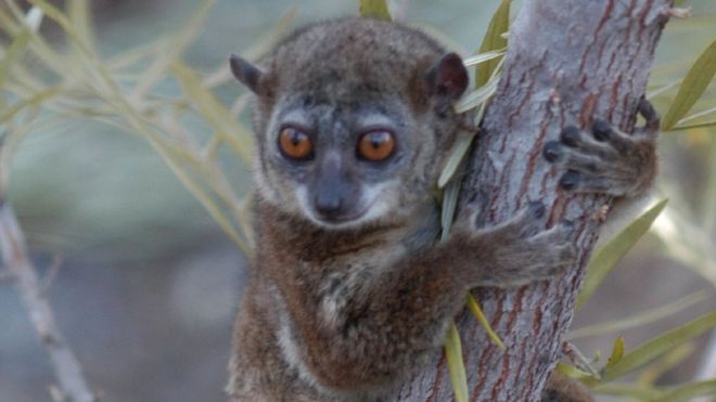 Vast majority of species under threat Lemur extinction
