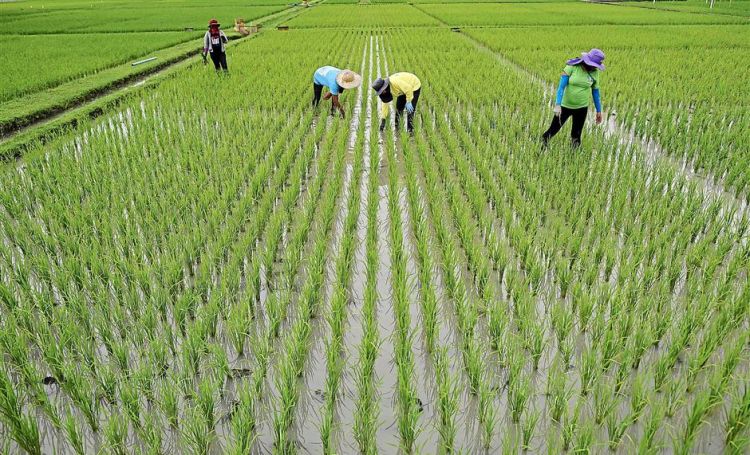 Chinese researchers charged in conspiracy to steal U.S. rice technology