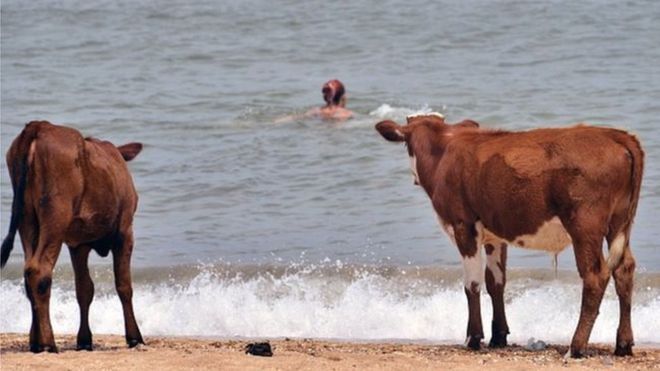 الحر في أوروبا: السويد تسمح للأبقار بزيارة "شواطئ العراة" لتهدئتها