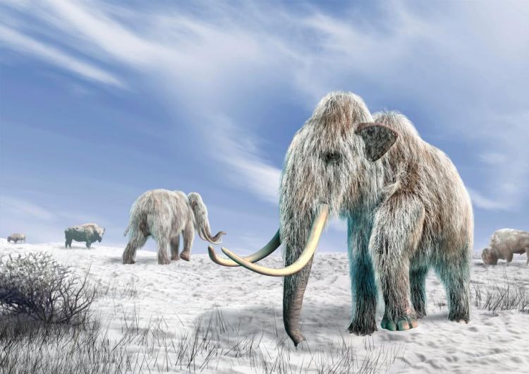Why did mammoths go extinct? Scientists are close to solving an Ice Age mystery