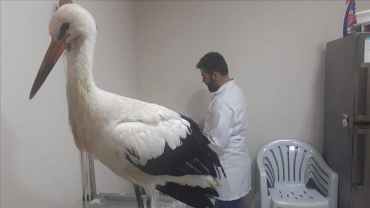 Sick stork found in Afrin to be treated in Turkey