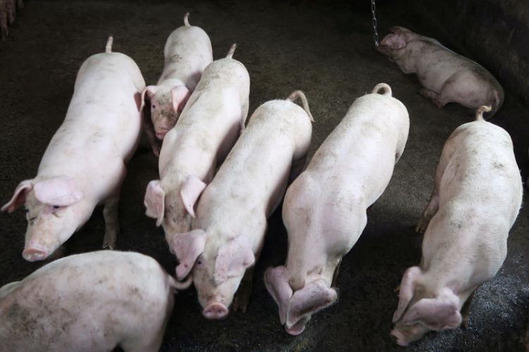 China says battling swine fever is 'complex and challenging'
