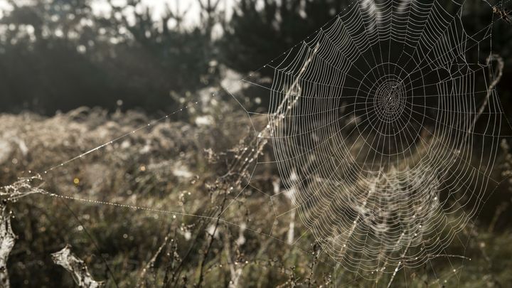 Побережье Греции покрыли толстые паучьи сети в сотни квадратных метров