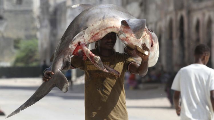 Why are humans killing 100 million sharks every year?