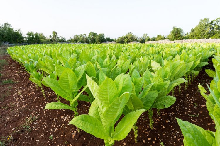 Azerbaijan expected to increase tobacco production by nearly 37%