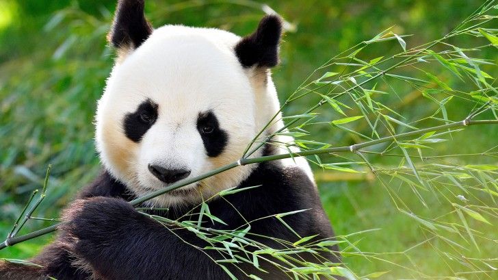 The panda who didn’t know she had twins