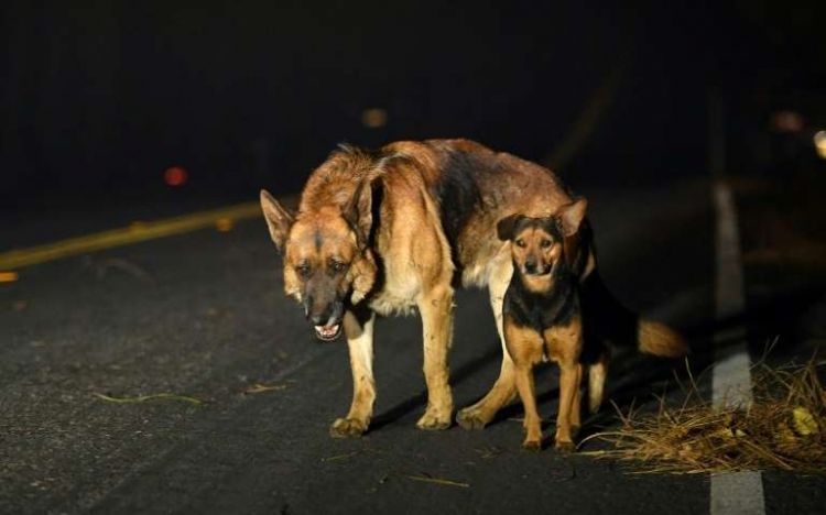 Good Samaritans to the rescue as thousands of animals displace by wildfires