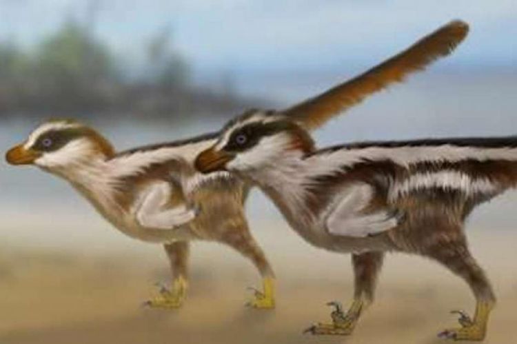 World's smallest dinosaur tracks reveal new sparrow-sized raptor