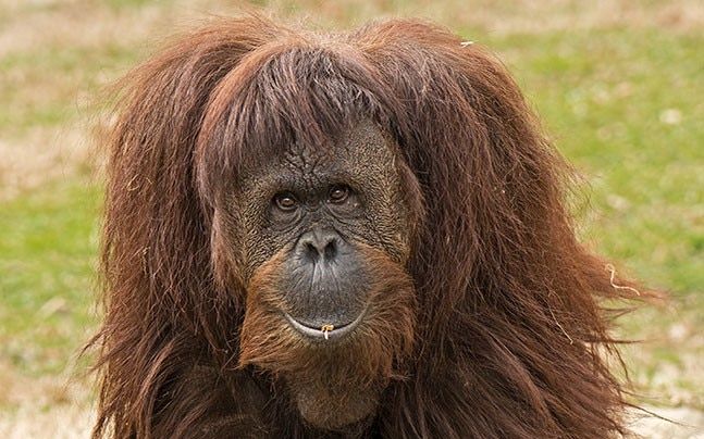 Orangutans are able to 'talk' about the past