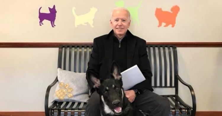 Former Vice President Joe Biden adopts rescue dog named Major