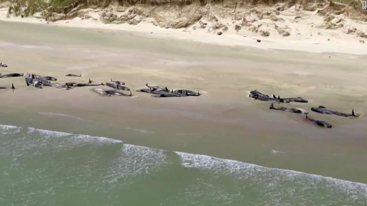 More than 140 whales dead after mass stranding in New Zealand
