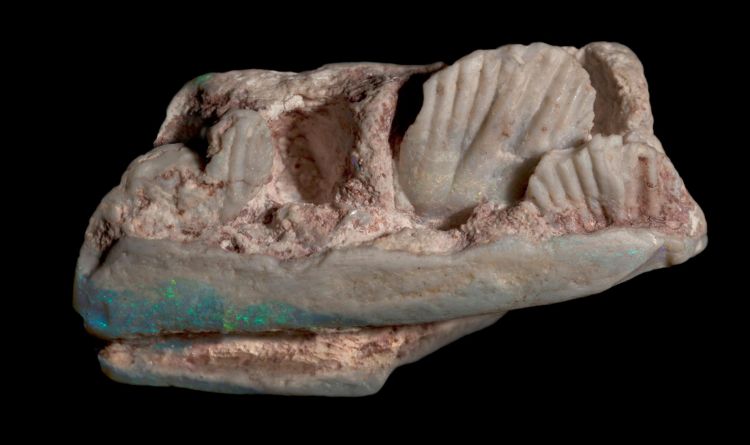New dinosaur species identified from fossil jaw found in Australian mining rubble
