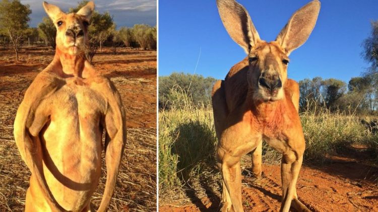 Death of Roger, the ripped kangaroo, sparks outpouring of grief on social media
