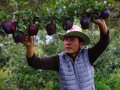 Rare black apples sell for more than $20 each but farmers refuse to plant them