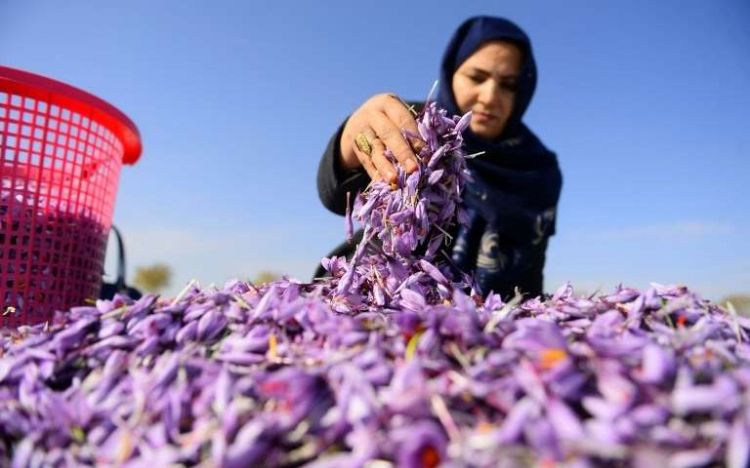 Red gold Afghanistan saffron production grows