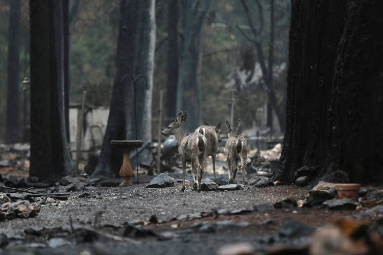 Insurance claims for latest California wildfires top $9 billion