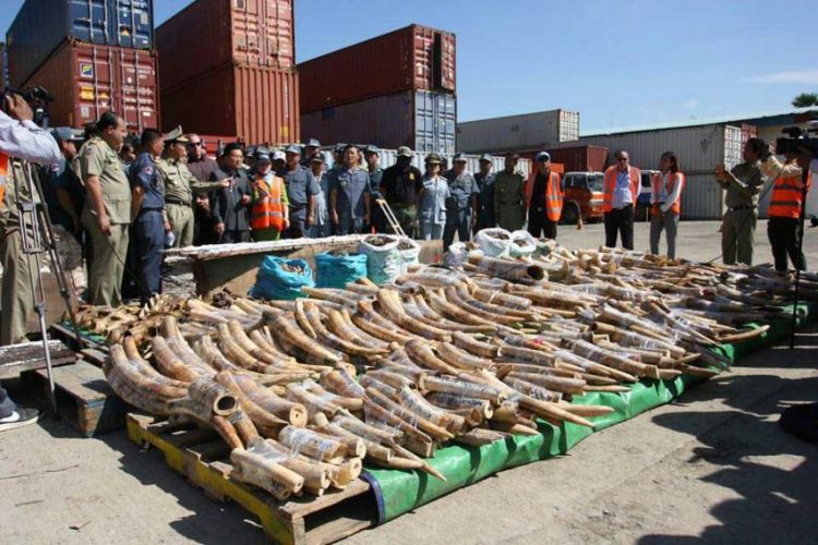 Cambodia's largest ivory bust sees tons of elephant tusks seized