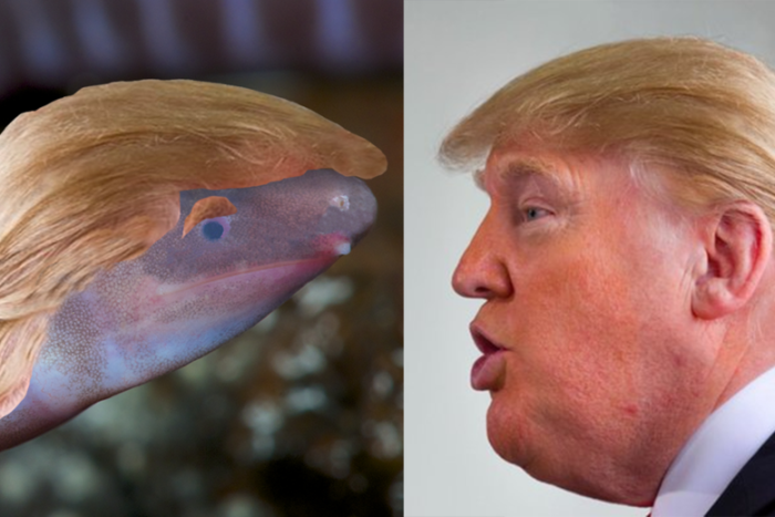 Amphibian that buries head in sand named after Donald Trump