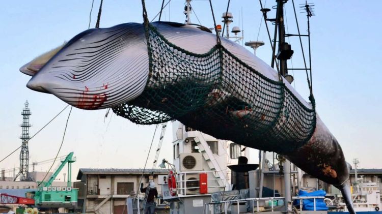 Japan withdraws from International Whaling Commission