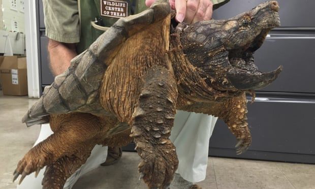 Idaho teacher accused of feeding puppy to snapping turtle is acquitted