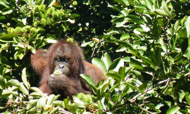 To save the rainforest, we need to work with the palm oil industry