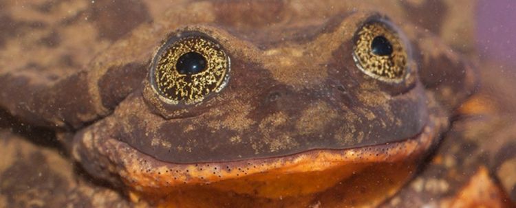 The 'world's loneliest frog' Romeo finally has his Juliet after years spent alone