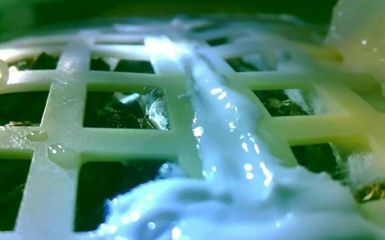 China's moon cotton experiment ends in freezing lunar night