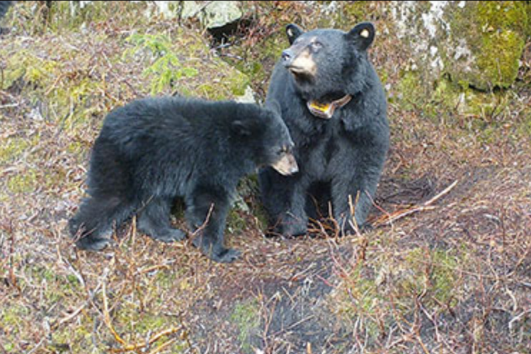 Alaska Hunter Who Killed Cubs in Bear Den Gets 3 Months in Jail