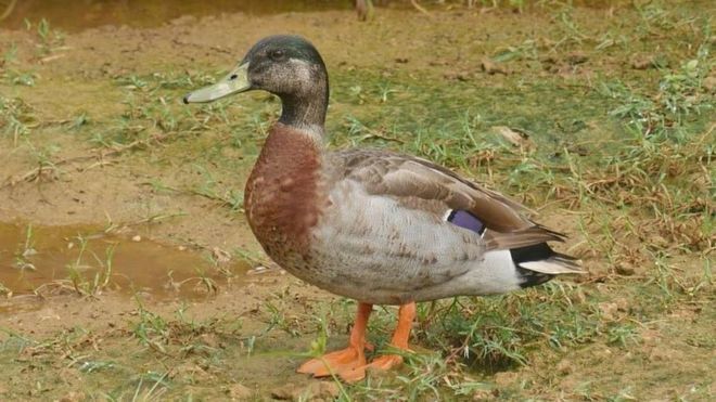 'World's loneliest duck' Trevor dies on tiny Niue