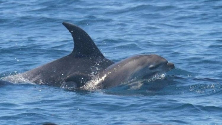 ‘Grieving’ dolphin in New Zealand spotted holding dead calf