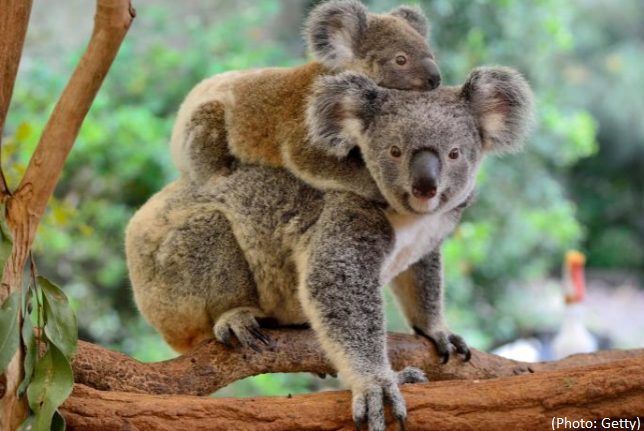 Koalas are now ‘functionally’ extinct