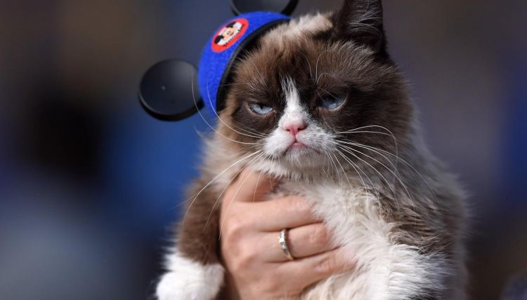 Social media sensation Grumpy Cat dies aged 7
